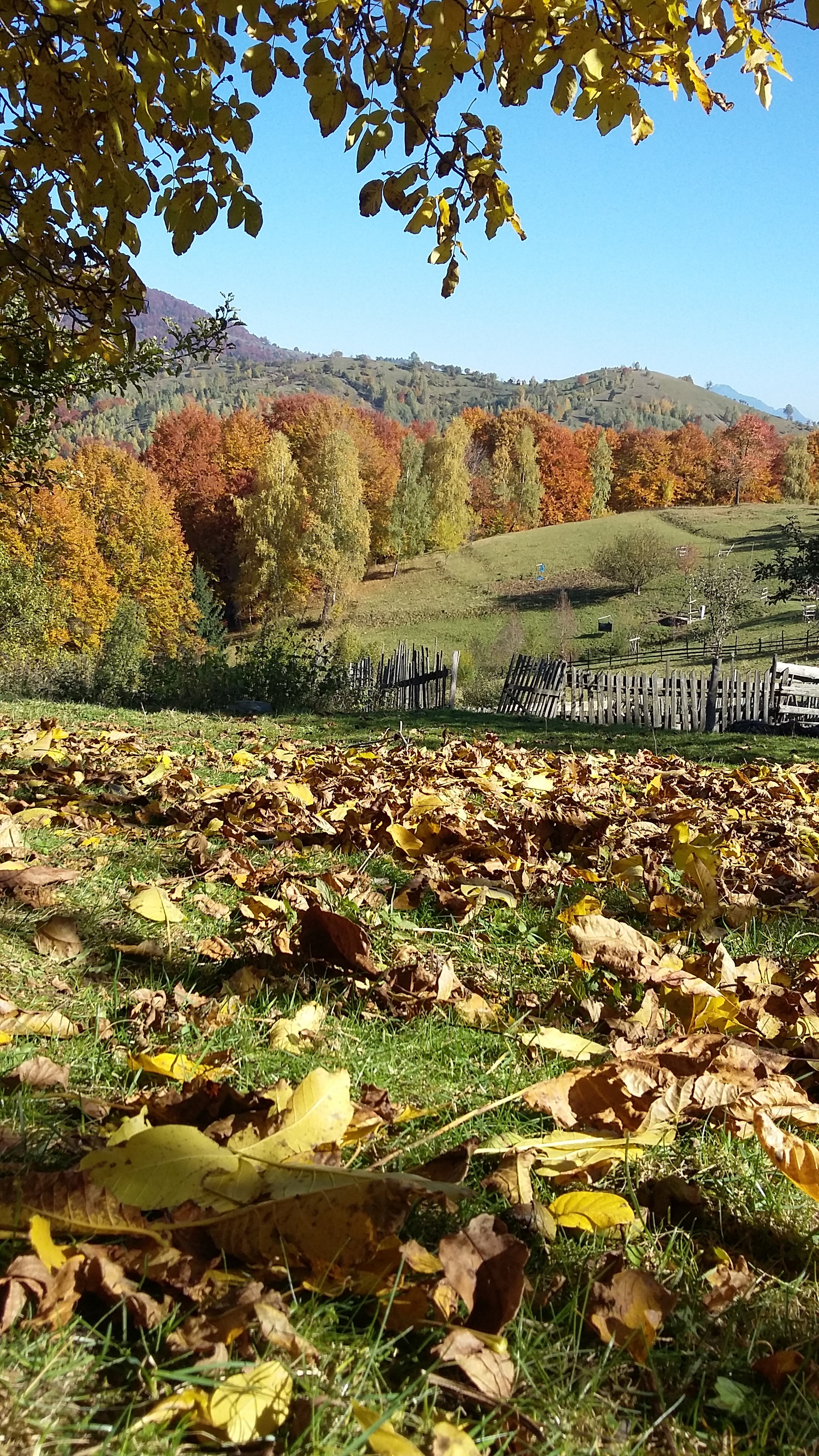 poze nicoleta 516.jpg