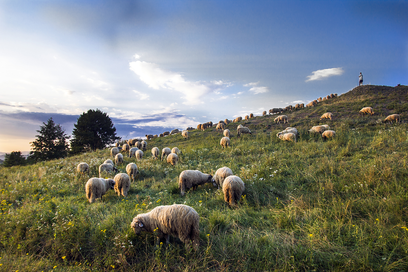 C-FENTRèL LESI NY¦J¦T.jpg