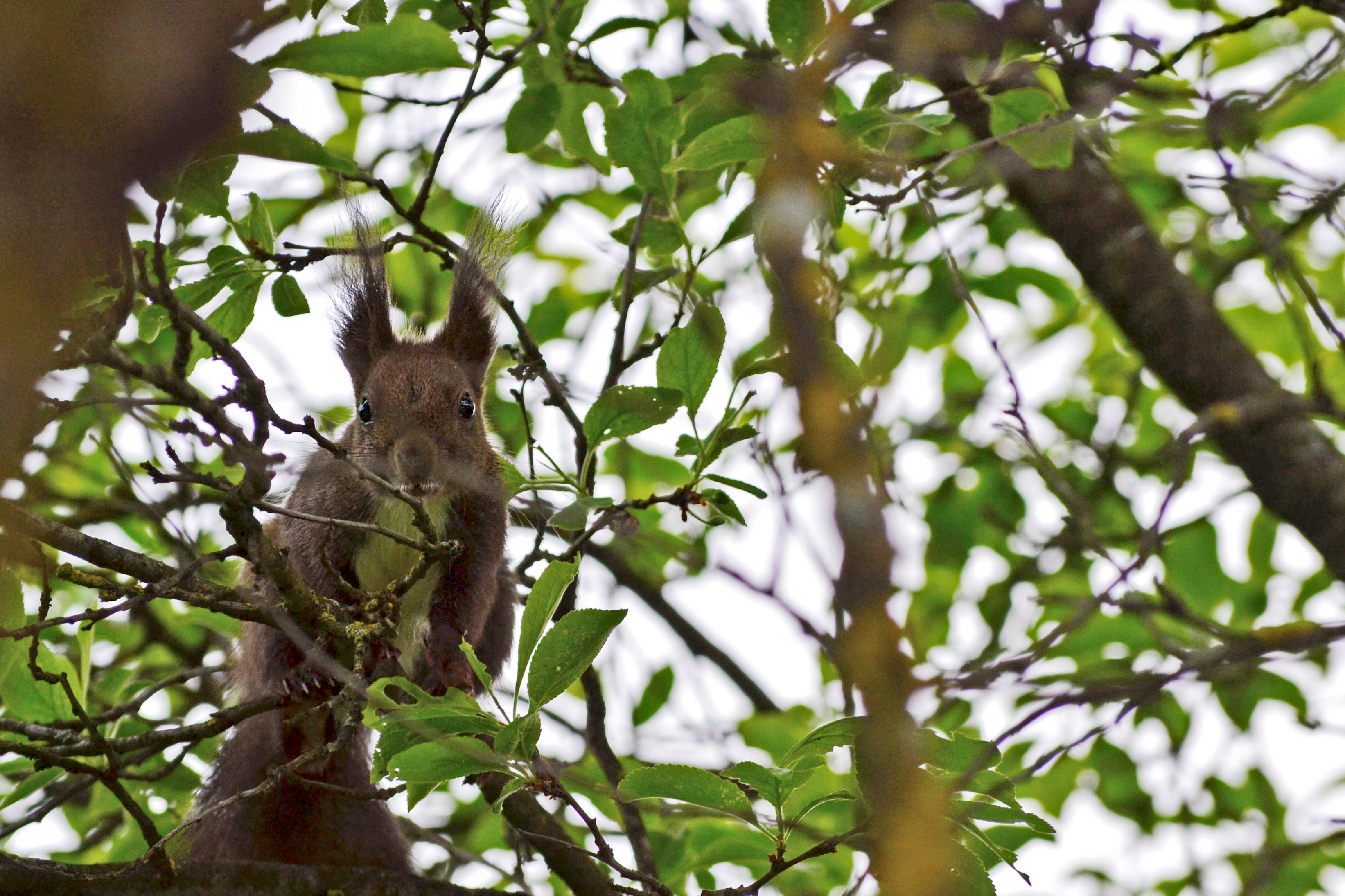 Mókus-Veveriţă-Squirrel.jpg