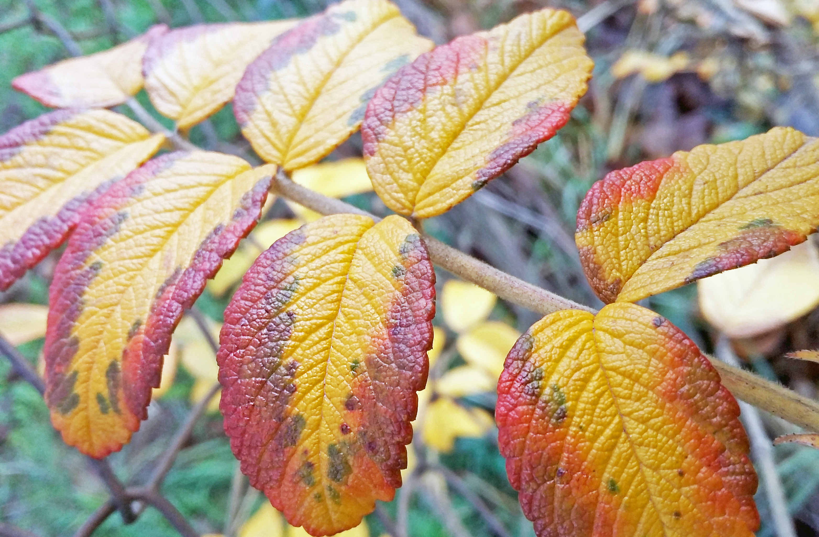 Vivid fall - Elenk osz - Toamna colorata.jpg